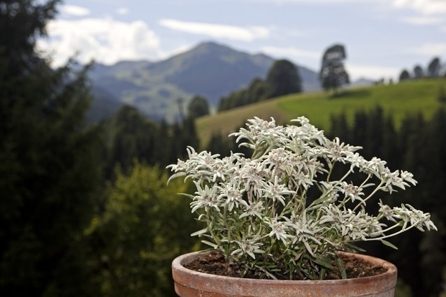 Leontopodium alpinum (edelweis/stella alpina) NOVITA' Confezione 3