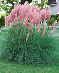 Cortaderia Selloana White Feather - Erba della Pampas