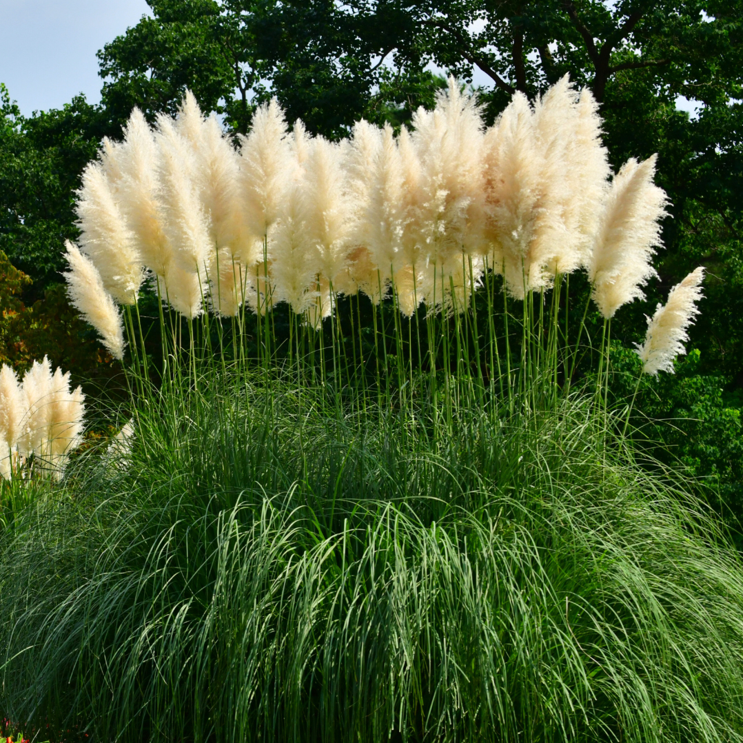 https://www.florablom.com/resize/cortaderia-selloana-white-feather-pampasgras_12570014469943.png/0/1100/True/cortaderia-selloana-white-feather-erba-della-pampas.png